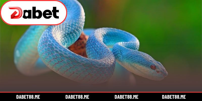 Con số tài lộc xuất hiện từ giấc mơ rắn