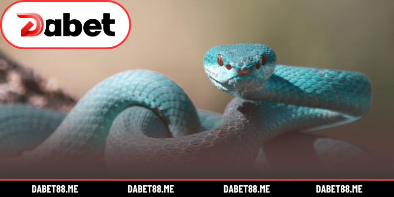 Giấc mơ về rắn phản ánh vận mệnh tiềm ẩn