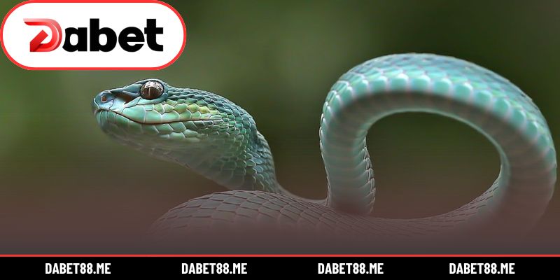 Những giấc mơ rắn mang thông điệp khác nhau