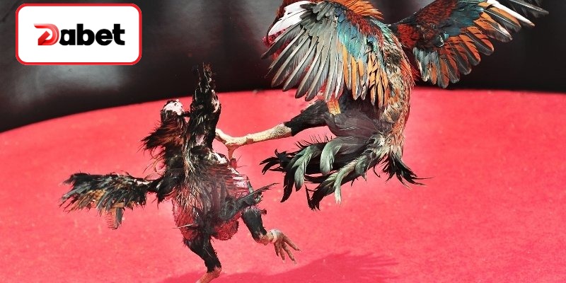 Đặc điểm nhận diện vảy gà chọi độc cơ bản