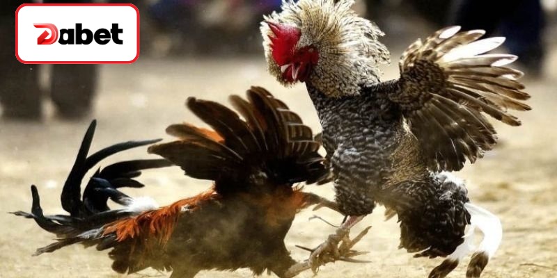 Nhìn nhận hình thái chân gà chiến sắc bén