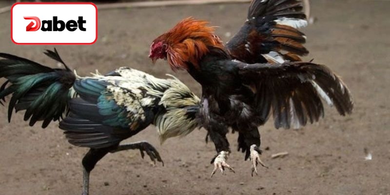 Phương pháp lựa chọn chiến kê chân vảy hiếm