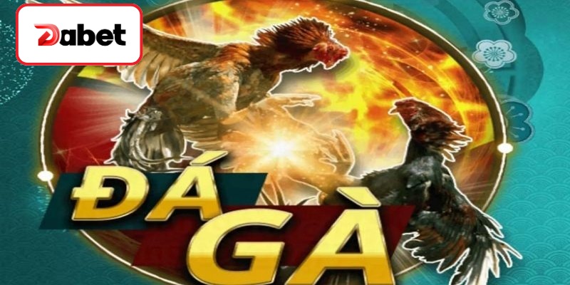 Vảy Gà Chọi Độc - Những Tuyệt Kỹ Tuyển Chọn Chiến Kê Thần